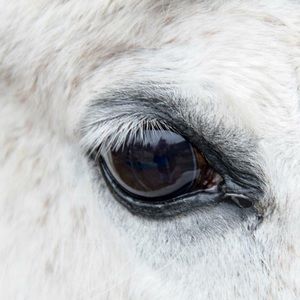 Meet your Posher, Shelly